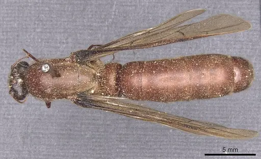 Dorylus alluaudi specimen