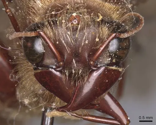 Dorylus alluaudi specimen