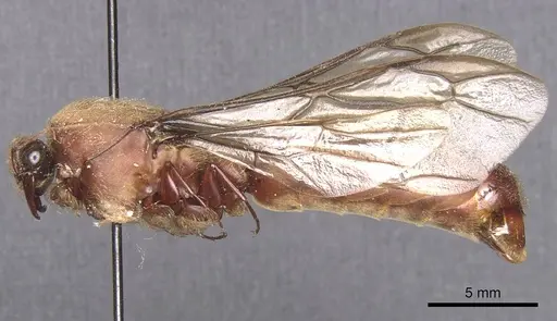 Dorylus alluaudi specimen