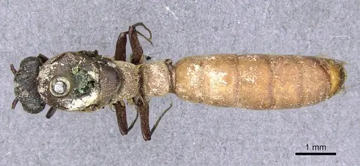 Dorylus atriceps specimen