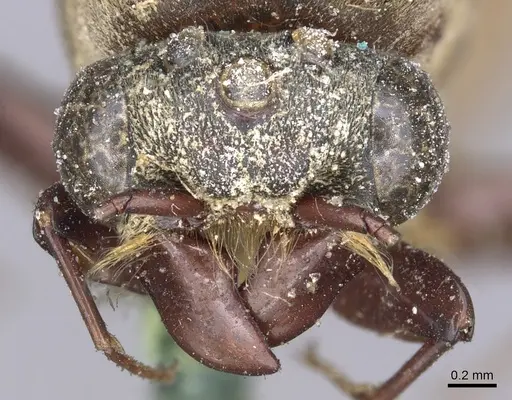 Dorylus atriceps specimen