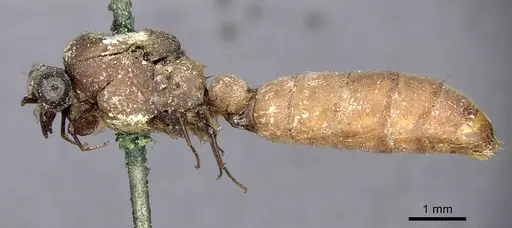 Dorylus atriceps specimen