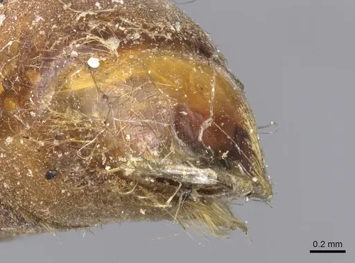 Dorylus atriceps - CASENT0902697