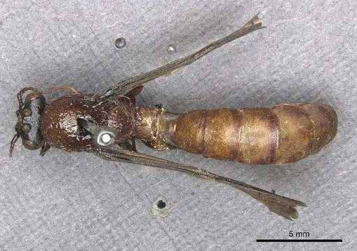 Dorylus attenuatus specimen