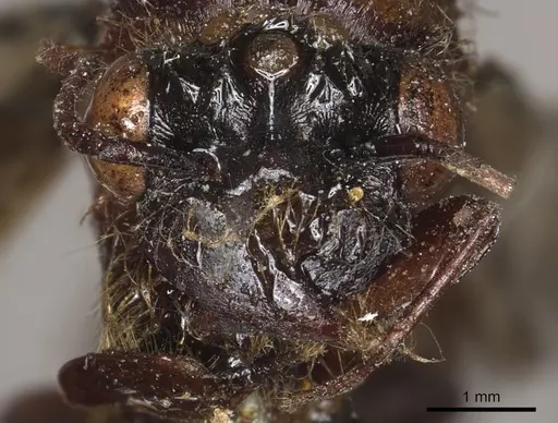 Dorylus attenuatus specimen