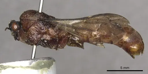 Dorylus attenuatus specimen