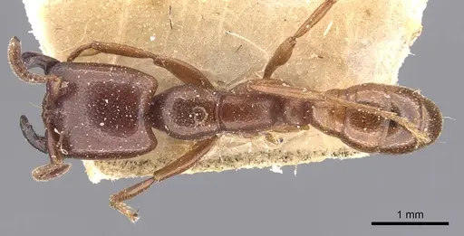 Dorylus bequaerti specimen