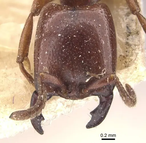 Dorylus bequaerti specimen