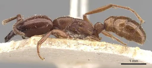 Dorylus bequaerti specimen