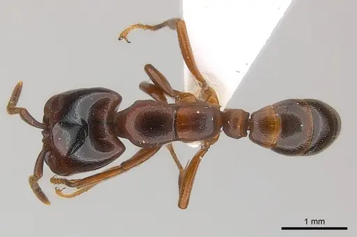Dorylus braunsi specimen