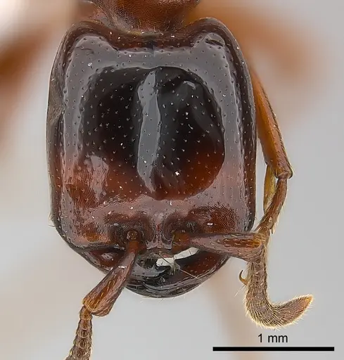 Dorylus braunsi specimen