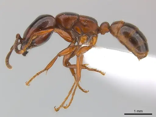 Dorylus braunsi specimen