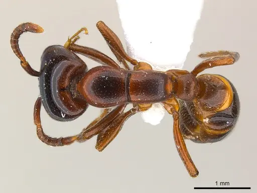 Dorylus braunsi - CASENT0217159