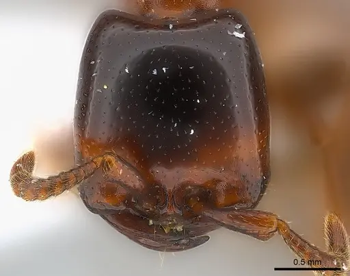 Dorylus braunsi - CASENT0217159