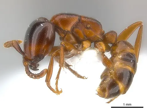 Dorylus braunsi - CASENT0217159