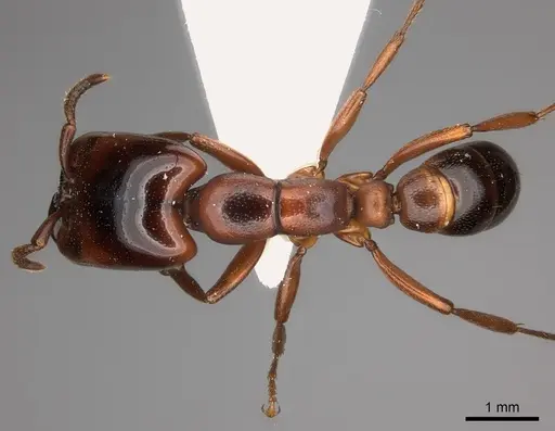 Dorylus braunsi - CASENT0217463