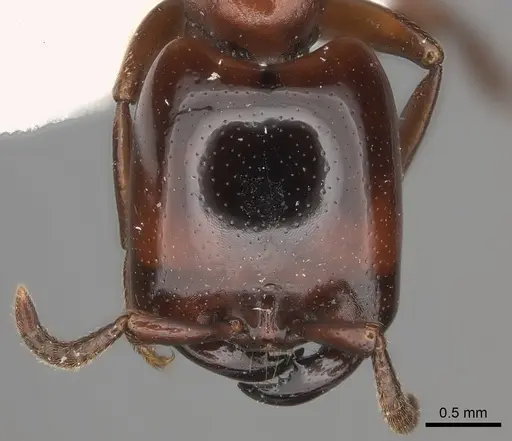 Dorylus braunsi - CASENT0217463