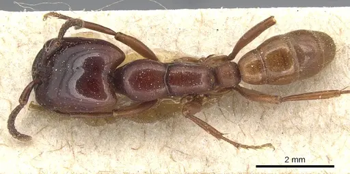 Dorylus braunsi - CASENT0903700