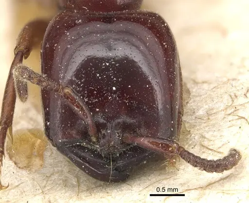 Dorylus braunsi - CASENT0903700