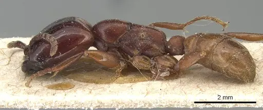 Dorylus braunsi - CASENT0903700