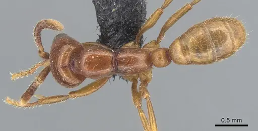 Dorylus braunsi - CASENT0903701