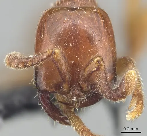 Dorylus braunsi - CASENT0903701