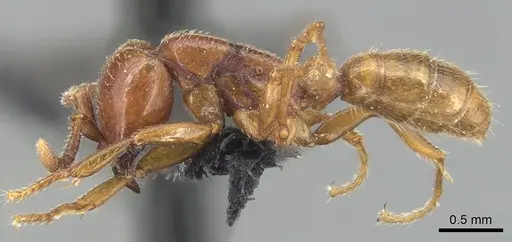 Dorylus braunsi - CASENT0903701