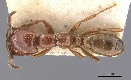 Dorylus braunsi - CASENT0905918