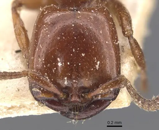 Dorylus braunsi - CASENT0905918