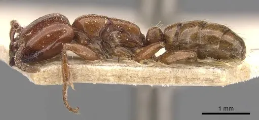 Dorylus braunsi - CASENT0905918