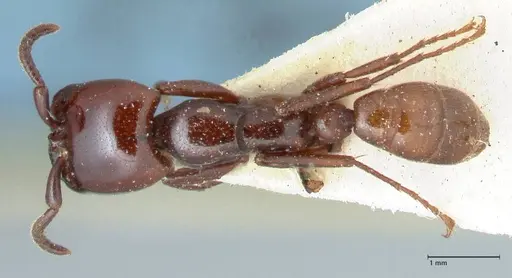 Dorylus braunsi - FOCOL1087