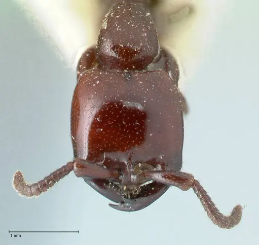 Dorylus braunsi - FOCOL1087