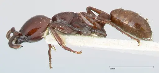 Dorylus braunsi - FOCOL1087