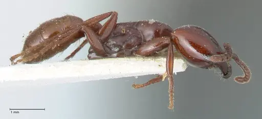 Dorylus braunsi - FOCOL1087