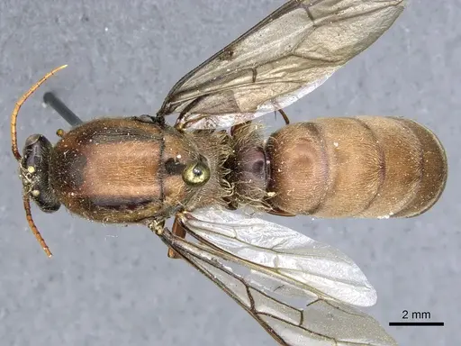 Dorylus brevipennis specimen