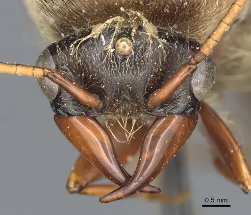 Dorylus brevipennis specimen