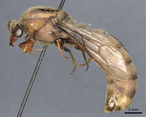 Dorylus brevipennis specimen