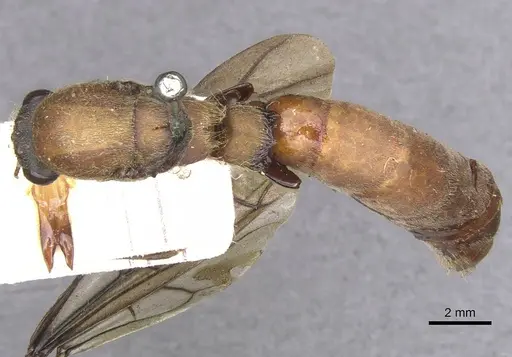 Dorylus brevis specimen