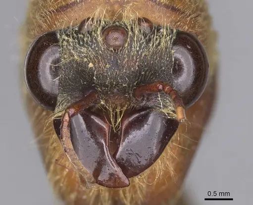 Dorylus brevis specimen