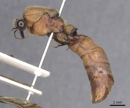 Dorylus brevis specimen