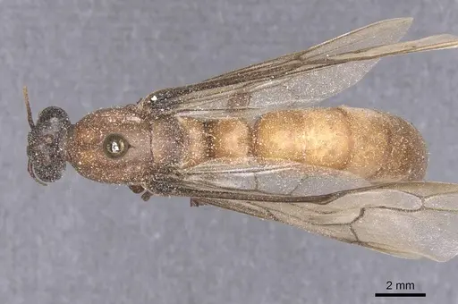 Dorylus buyssoni specimen