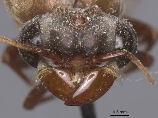 Dorylus buyssoni specimen