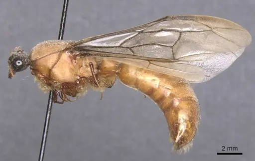Dorylus buyssoni specimen