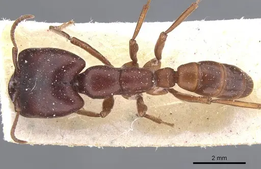 Dorylus congolensis specimen