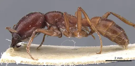 Dorylus congolensis specimen