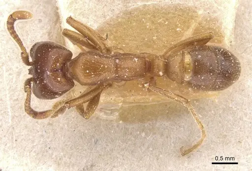 Dorylus congolensis - CASENT0911284