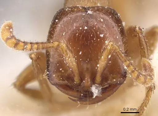 Dorylus congolensis - CASENT0911284