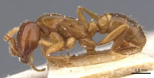 Dorylus congolensis - CASENT0911284