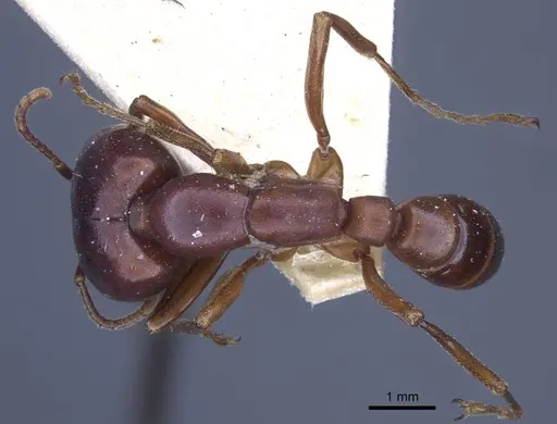 Dorylus congolensis - CASENT0916855