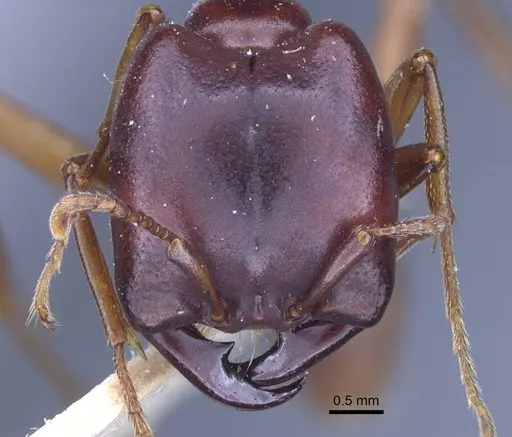 Dorylus congolensis - CASENT0916855